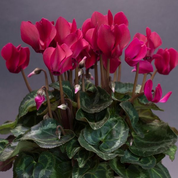 Cyclamen Burgundy 9cm